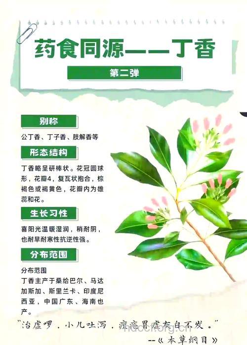 丁香花茶的功效与作用【图】
