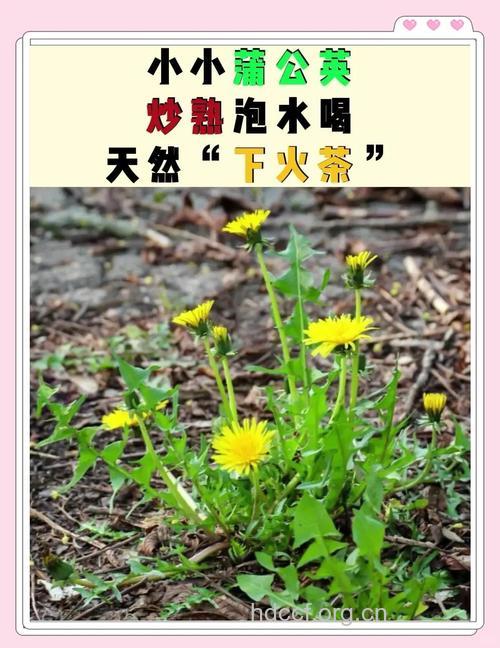 蒲公英泡水喝能不能祛痘