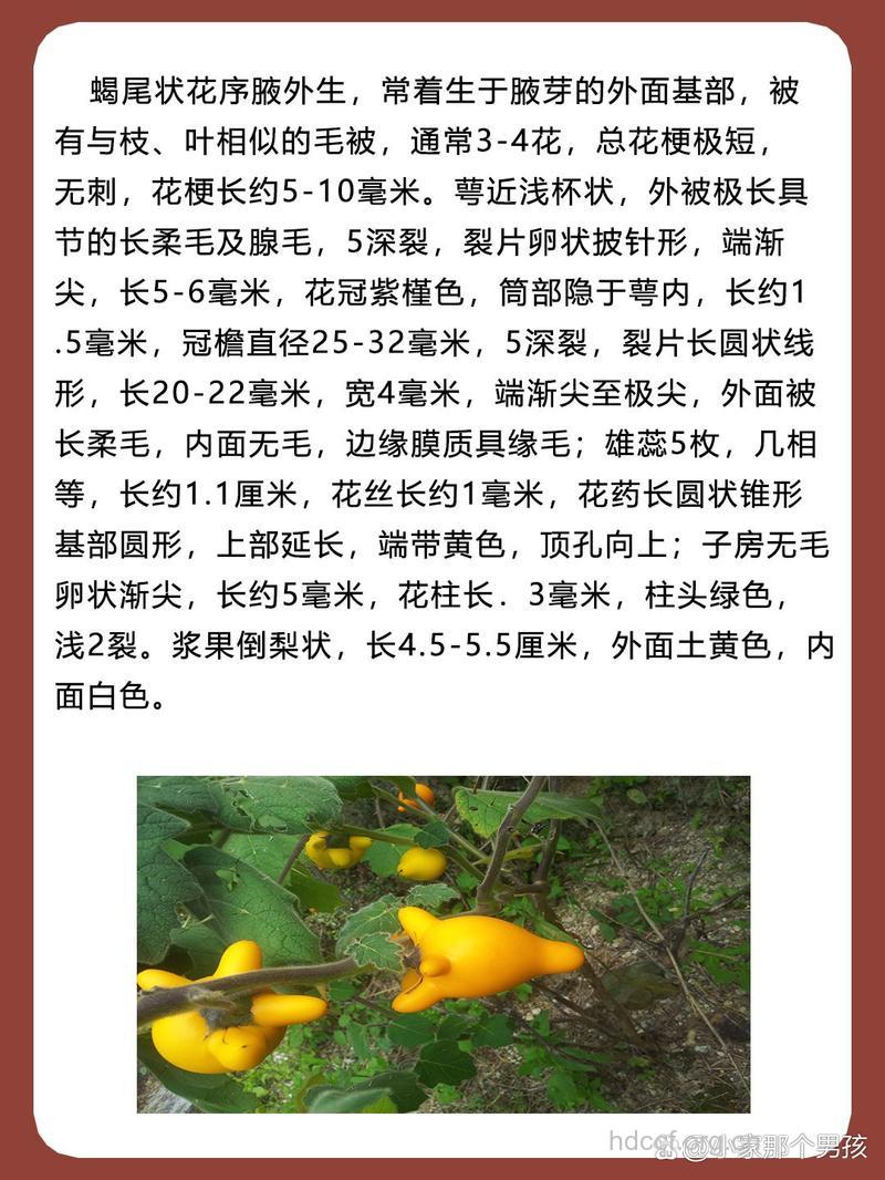 乳茄(黄金果)有毒吗 乳茄中毒怎么办