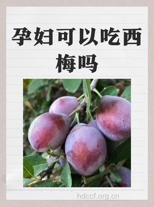 孕妇可以吃西梅吗？