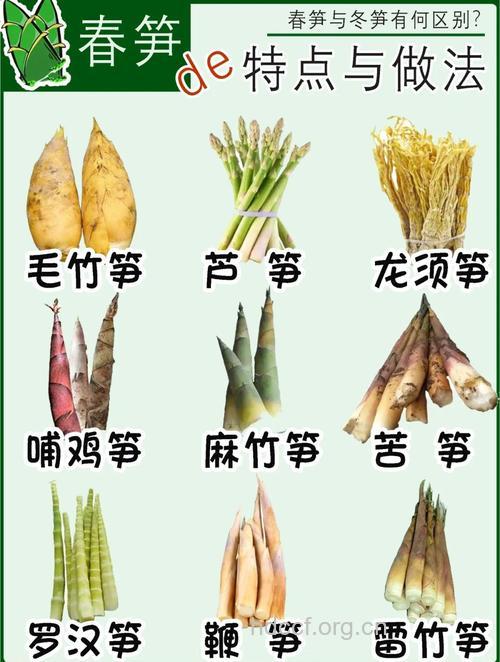 孕妇可以吃竹笋吗？