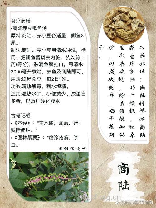 商陆是什么 商陆的功效与作用