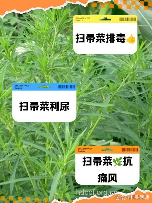 扫帚菜治痛风吗 扫帚菜有什么作用