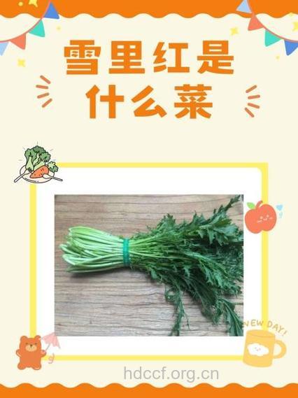 详解:皇帝菜和雪里红的区别