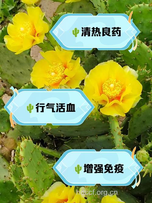 仙人掌也是药 它能治疗这些病