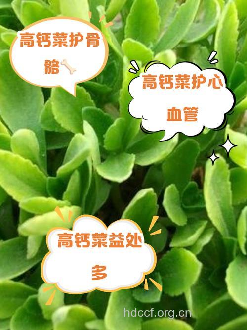 高钙菜可以降血压吗 高钙菜如何降血压