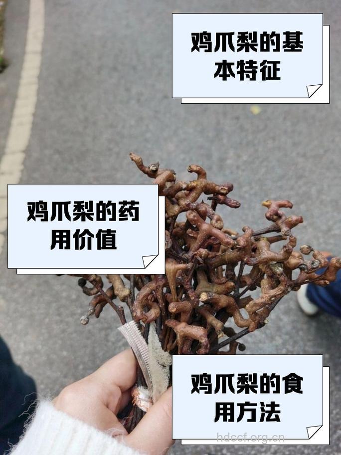 鸡爪梨成熟季节是什么时候