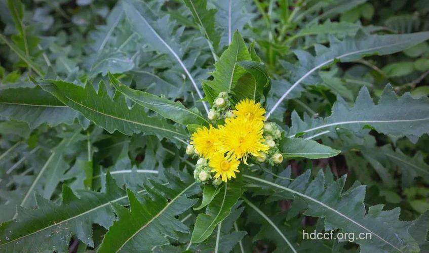 曲曲菜是蒲公英吗 曲曲菜与蒲公英的区别