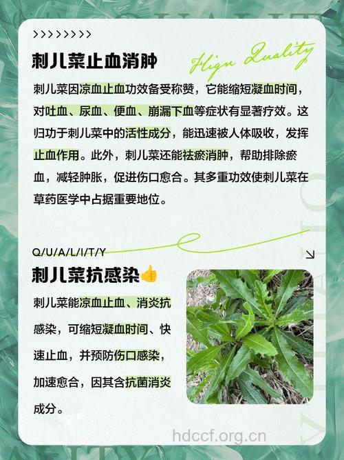 刺儿菜的15个药用价值