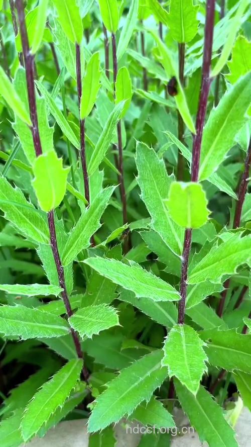 刺儿菜根是什么菜