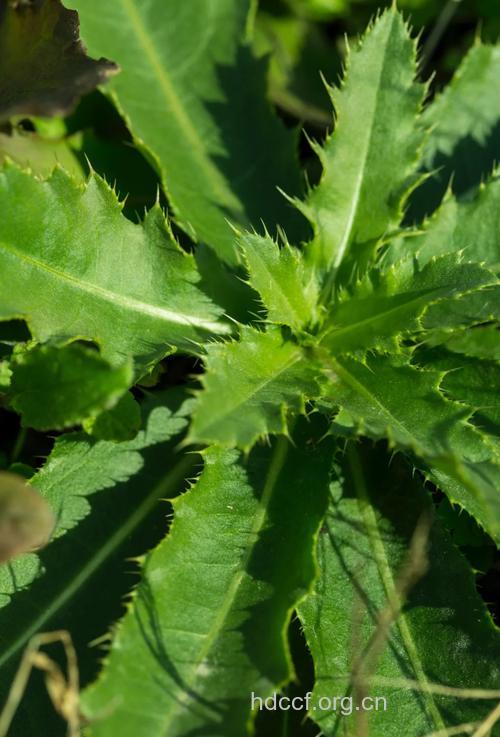 刺儿菜治子宫出血有用吗