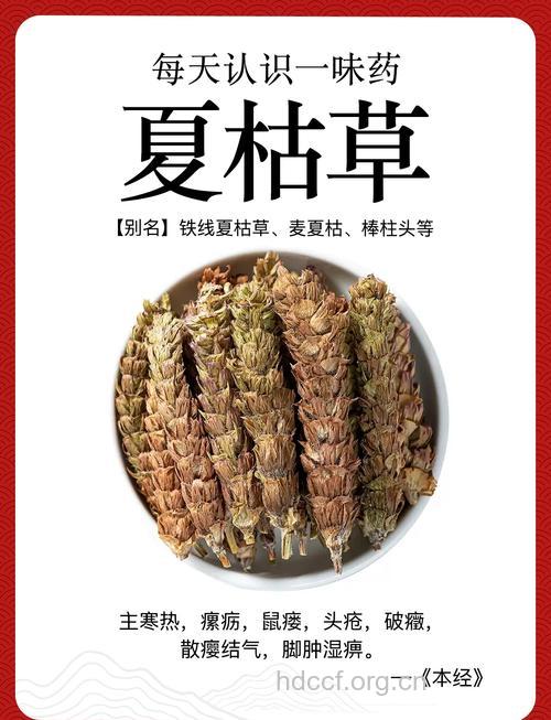 夏季来临 你知道几种清热解毒的中药