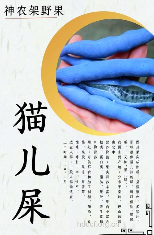 神农架猫儿屎是什么