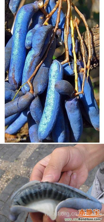神农架野香蕉能吃吗