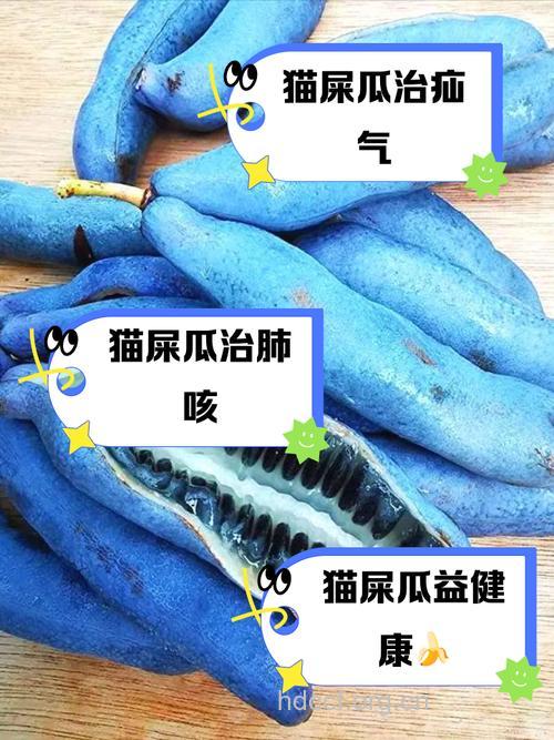 猫屎瓜(猫儿屎)的功效与作用
