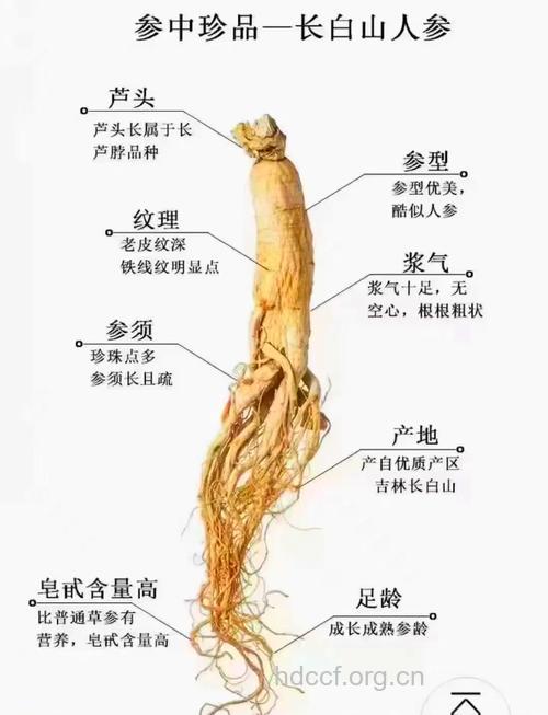 补气中药人参 8类人不宜食用
