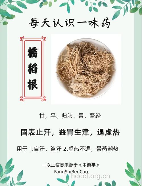 糯稻根的功效与作用