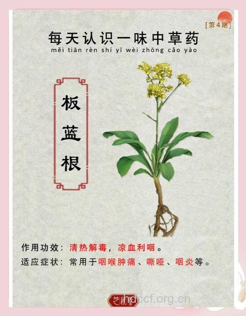 板蓝根的功效与作用