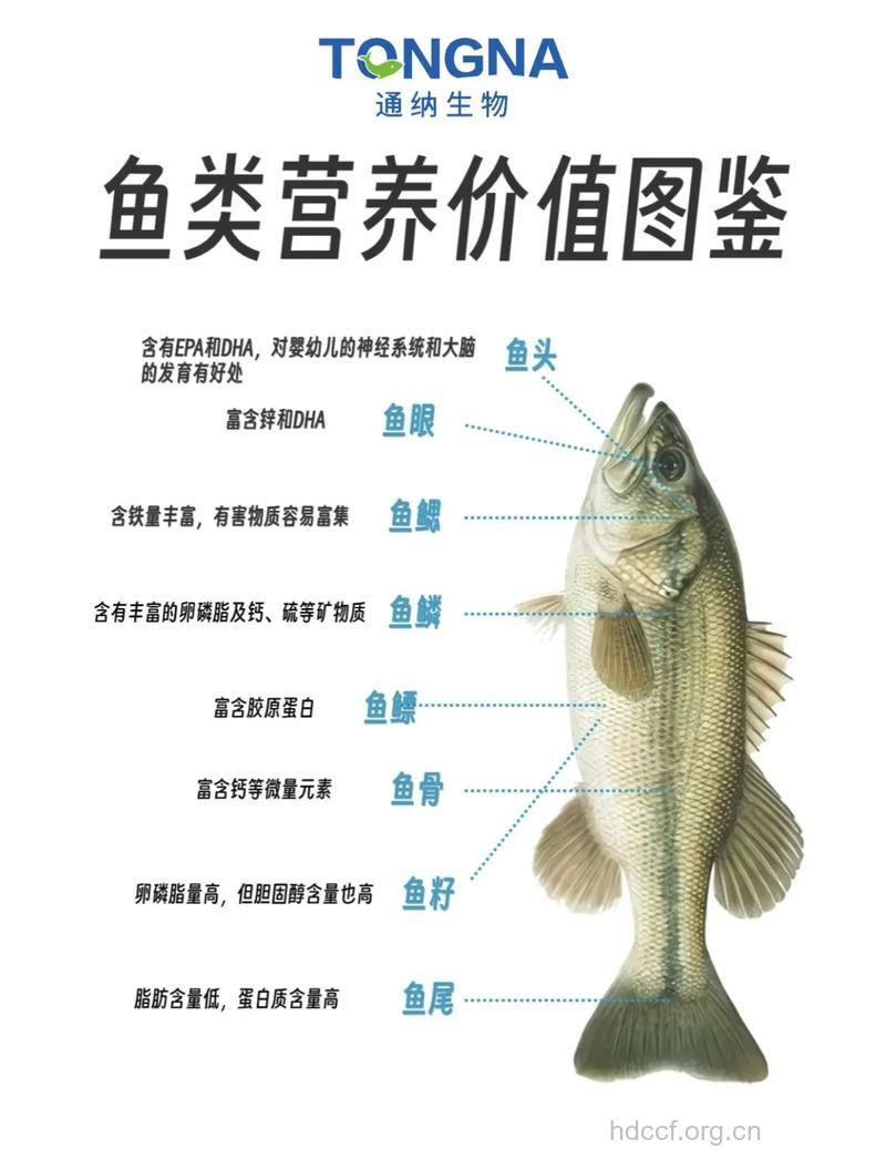 不同鱼不同的保健功效
