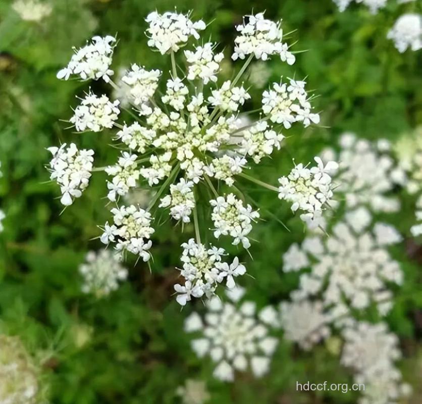 南鹤虱的功效与作用