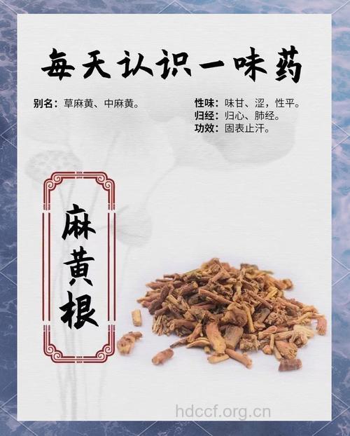麻黄根的功效与作用