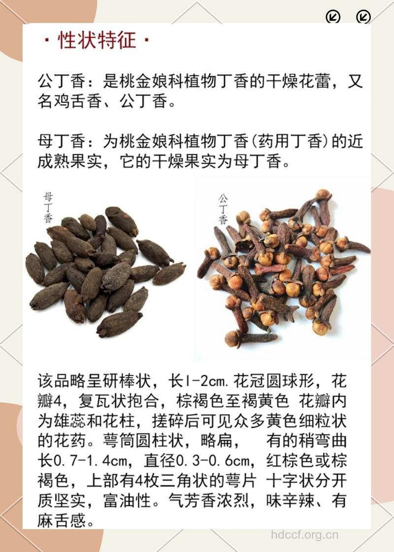母丁香的功效与作用