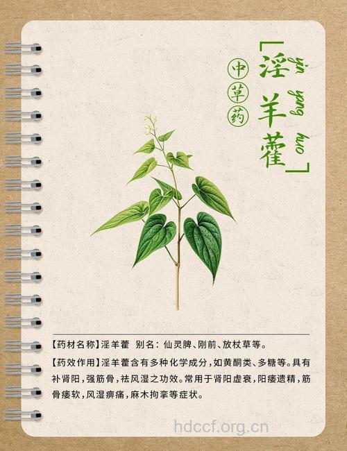 巫山淫羊藿的功效与作用
