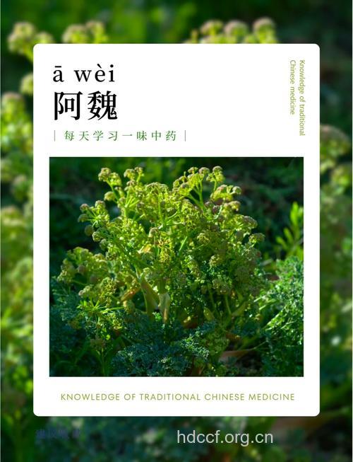 阿魏的功效与作用