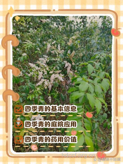 四季青的功效与作用