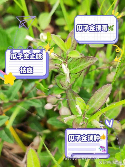 瓜子金的功效与作用
