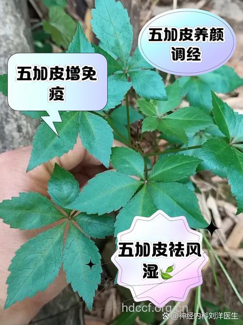 五加皮的功效与作用