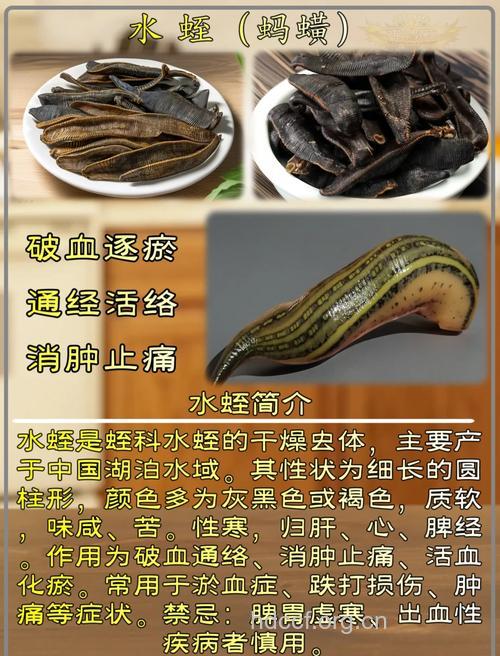 水蛭的功效与作用