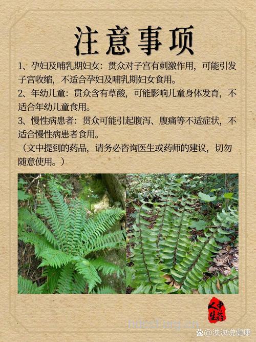 贯众的功效与作用