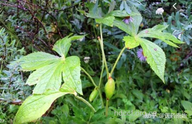 小叶莲的功效与作用