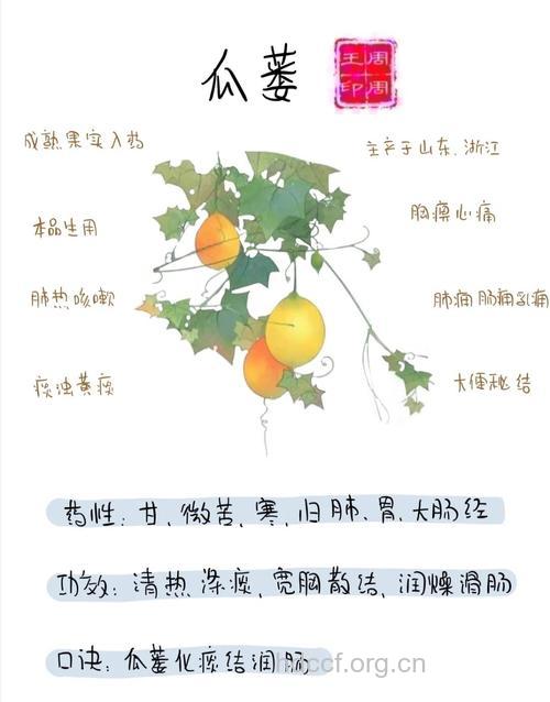 瓜蒌的功效与作用