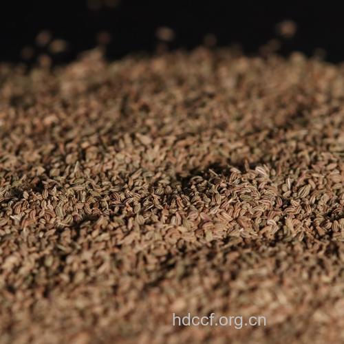 阿育魏实的功效与作用