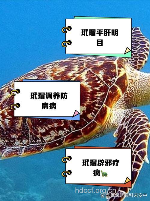玳瑁的功效与作用