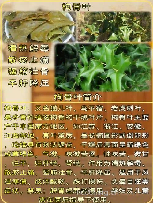 枸骨叶的功效与作用