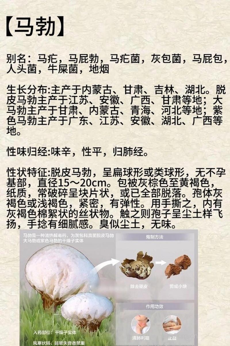 马勃的功效与作用