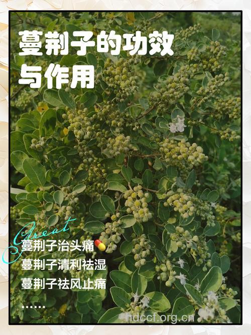 单叶蔓荆子的功效与作用