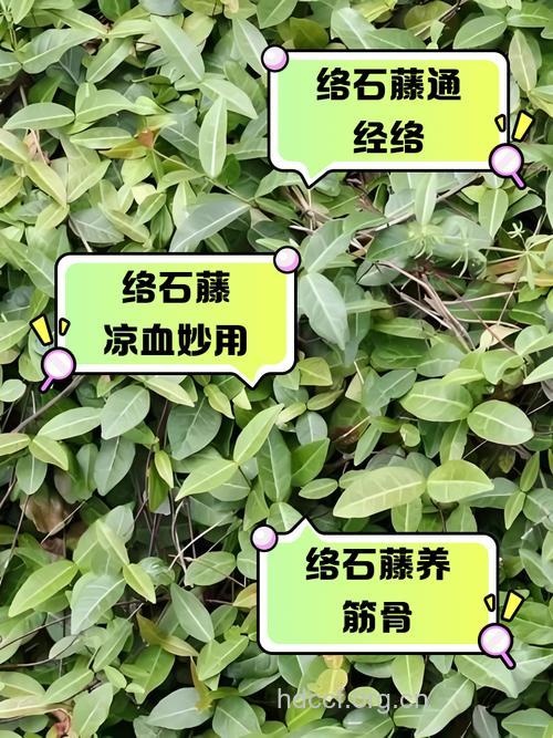 广东络石藤的功效与作用