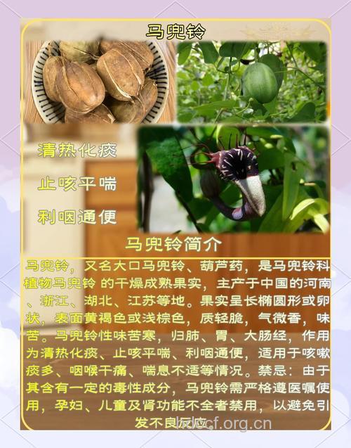 马兜铃的功效与作用