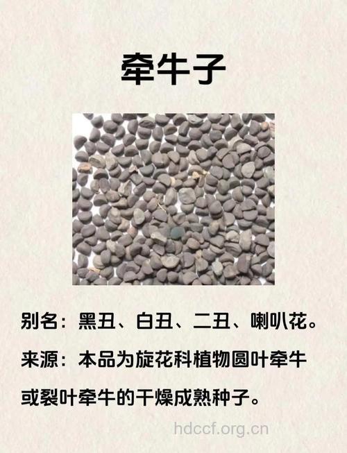 牵牛子的功效与作用