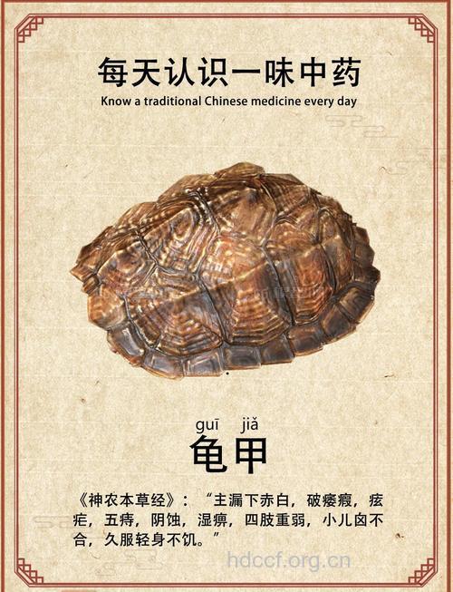 龟甲的功效与作用