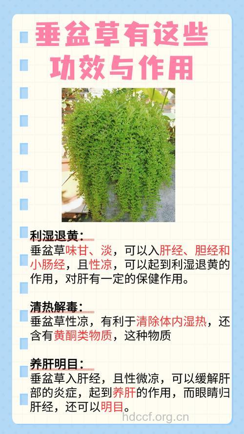 垂盆草的功效与作用