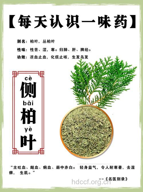 侧柏叶的功效与作用