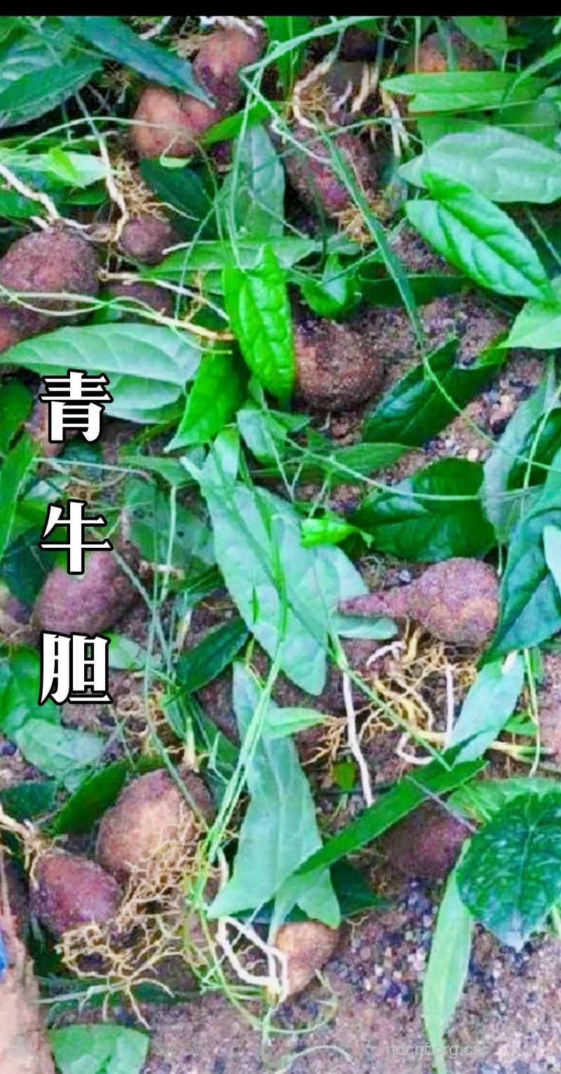 青牛胆的功效与作用