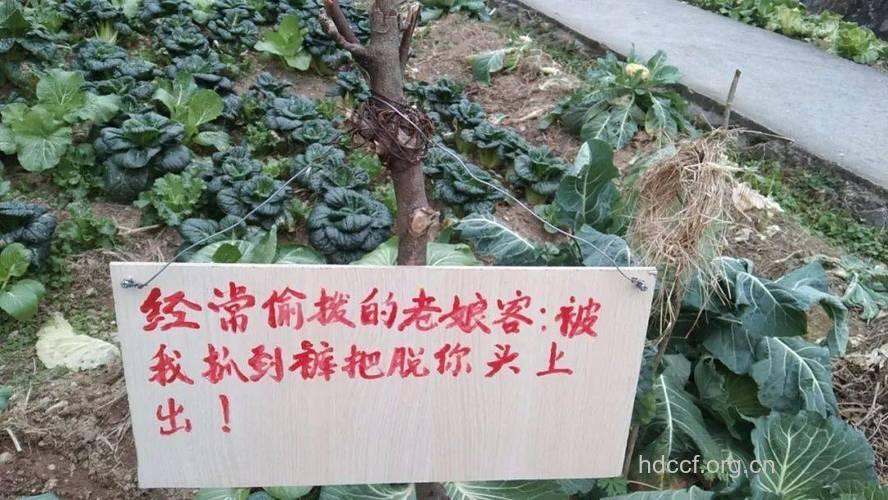 小心!玩“偷菜”玩出痔疮来