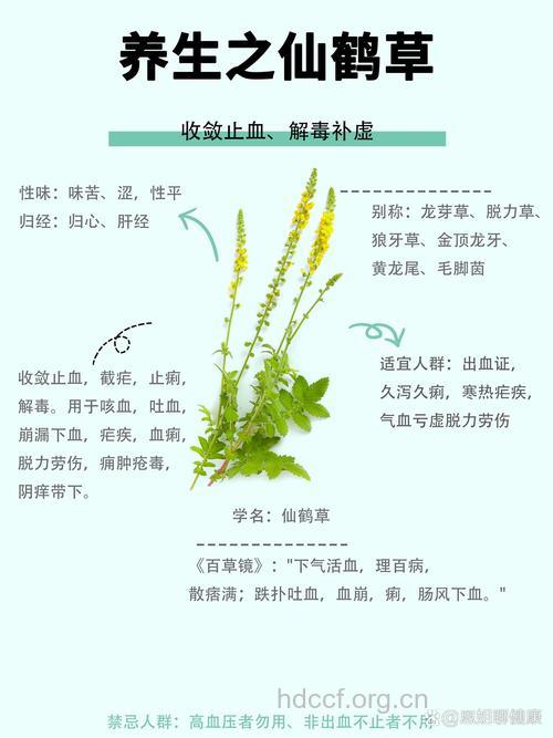 仙鹤草的功效与作用
