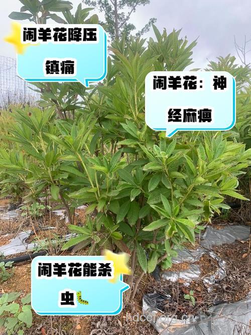 闹羊花的功效与作用